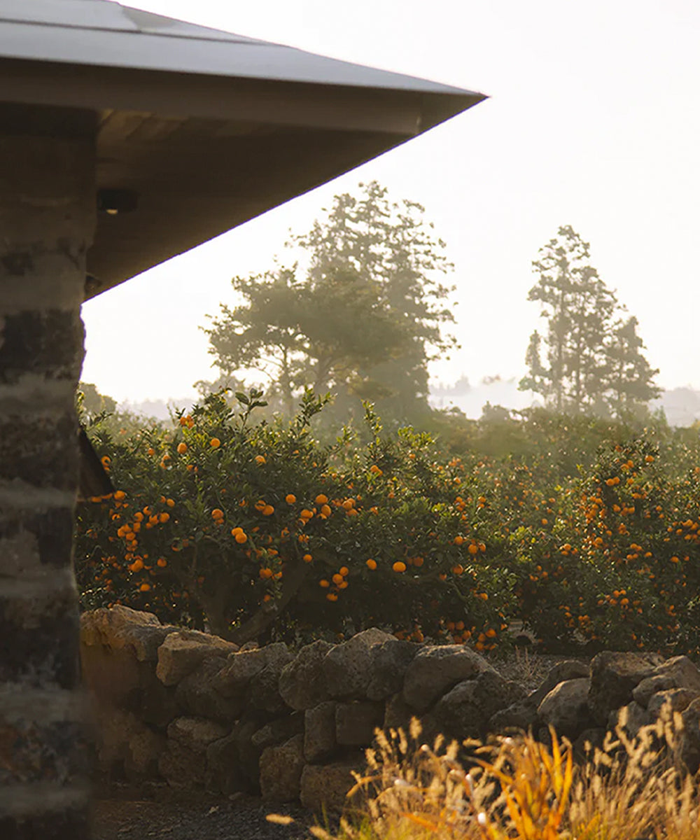 Mandarin Vitamin CE Hydration Cream